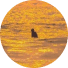 Person swimming in golden evening light